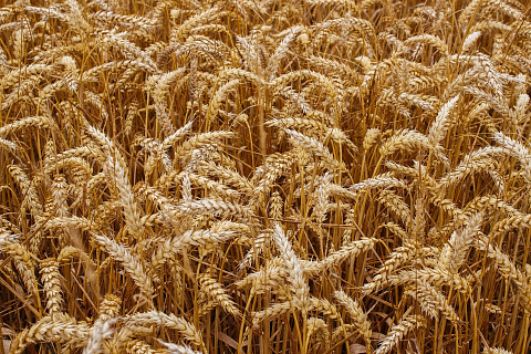 За 2015-2019 г продажи пшеницы в России выросли на 15% и достигли 31,2 млн т.