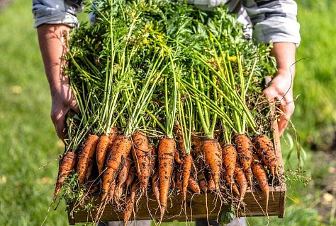Тонкости возделывания моркови