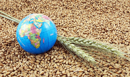 Влияние повышения пошлин на экспорт зерна 