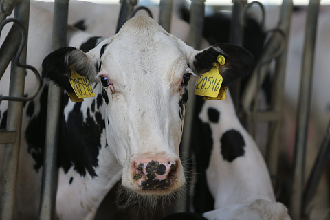 Пензенские животноводческие предприятия сохраняют позиции лидера страны по среднему надою молока